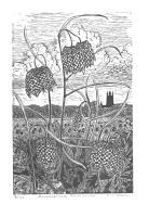 Snakeshead Fritillaries