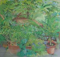 Cool Shade Under The Acer