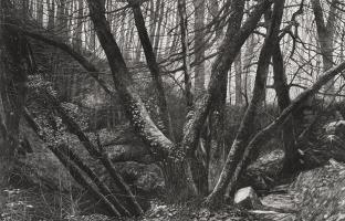 Kennall Vale Study I