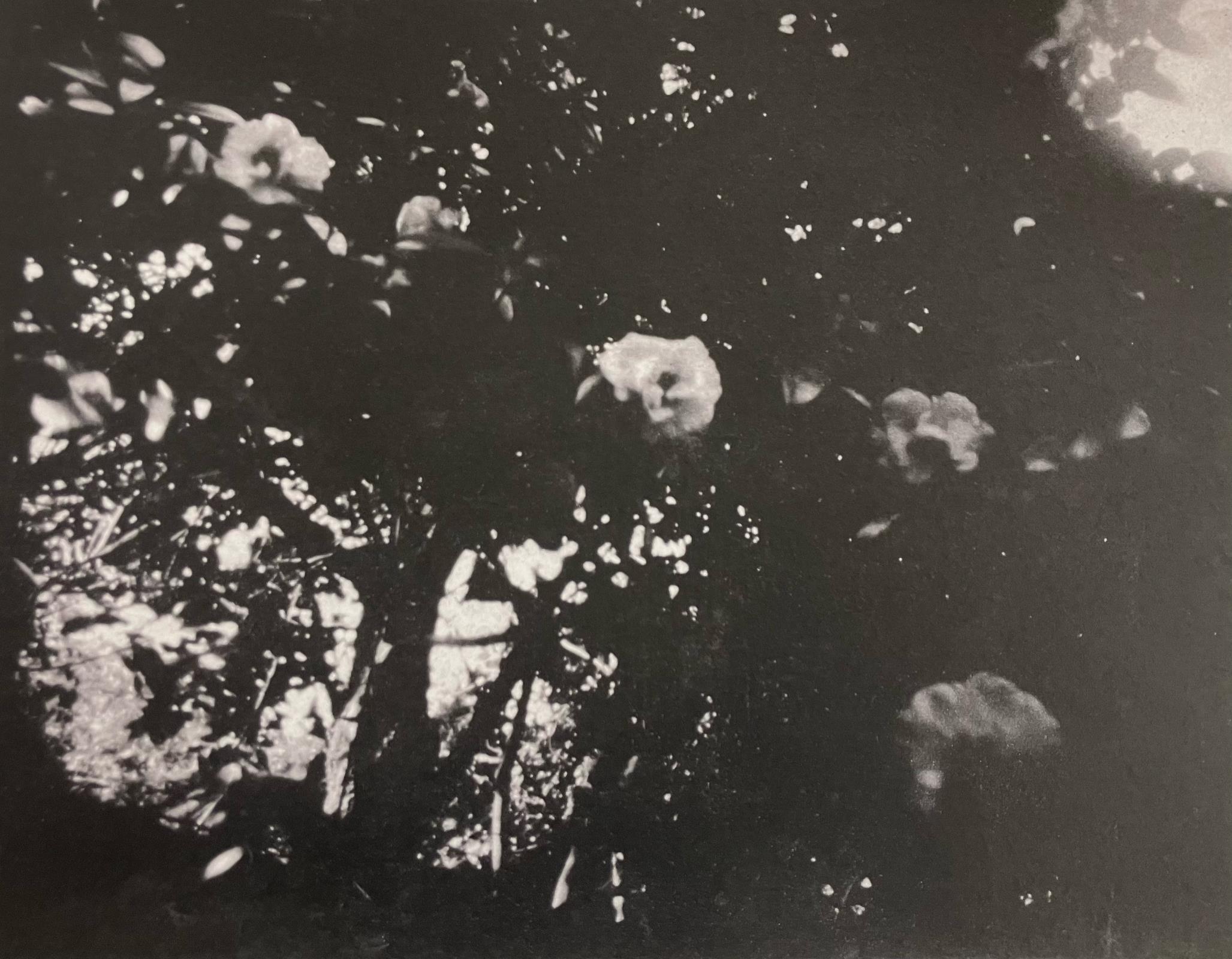 Camelia - 12 mins in shade