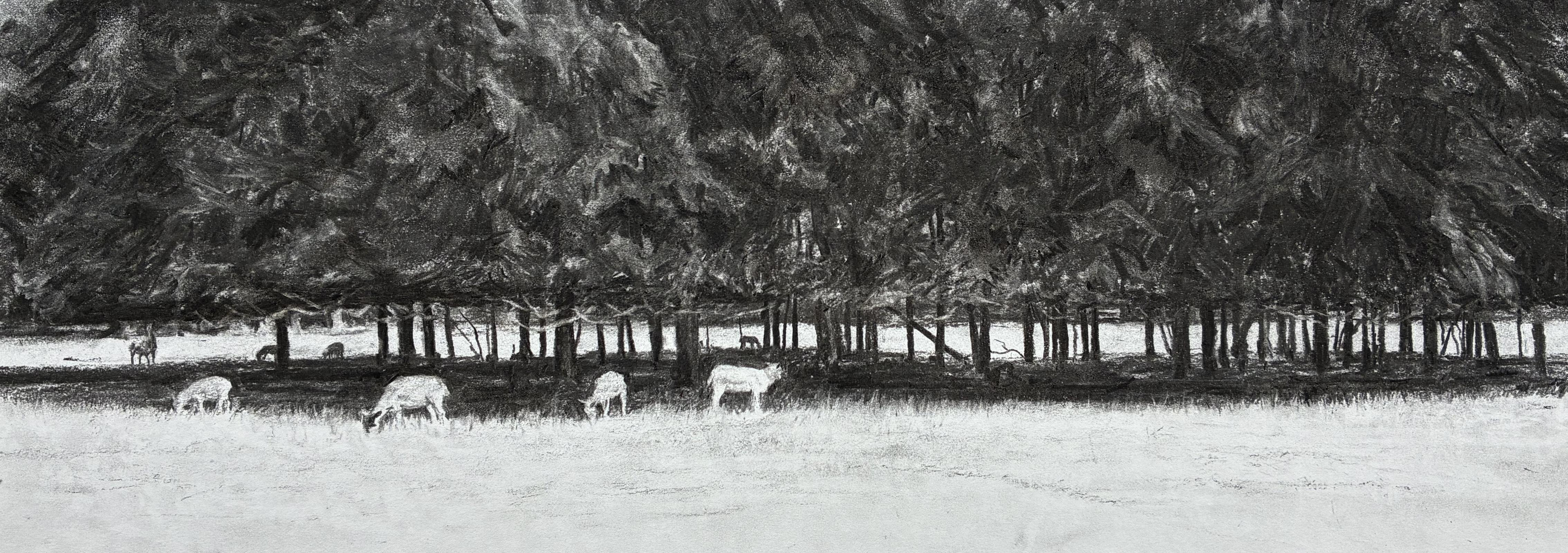 Sheep at Shottesbrooke