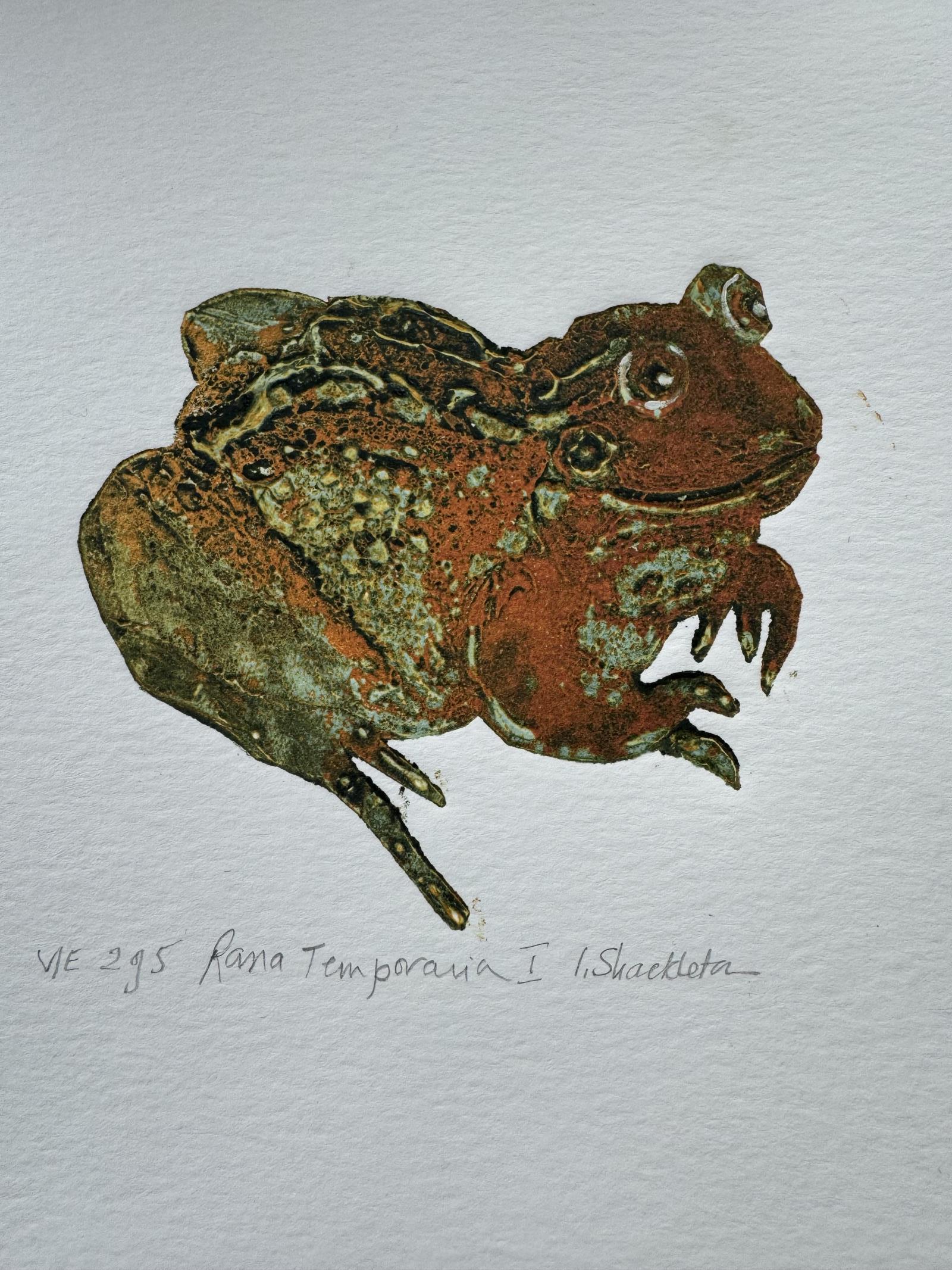 Rana Temporaria 1 