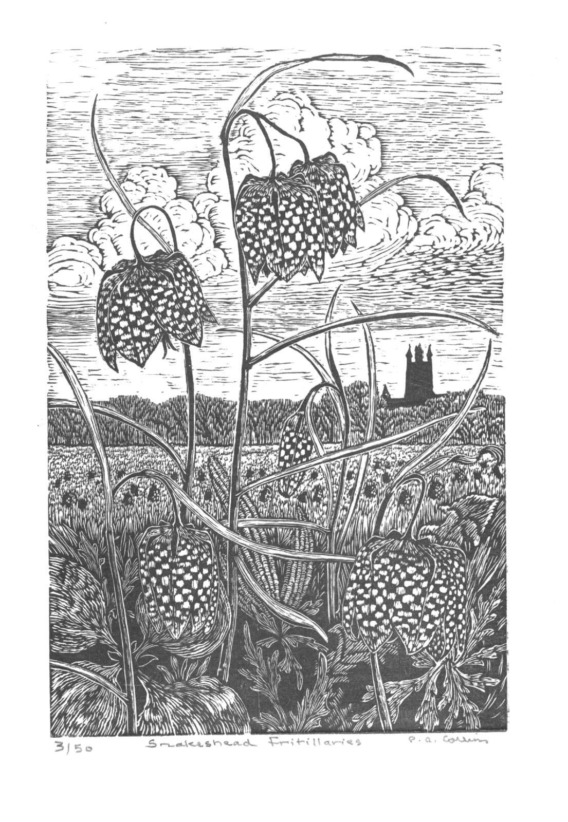 Snakeshead Fritillaries