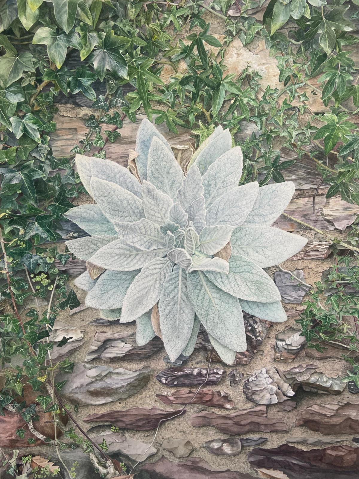 Natural Mandala - Great Mullein
