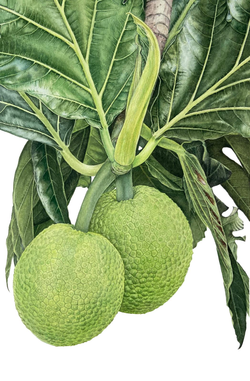 Breadfruit at Ocho Rios