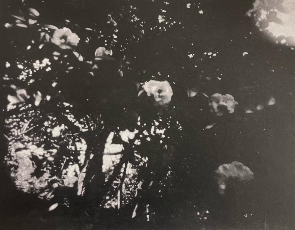 Camelia - 12 mins in shade