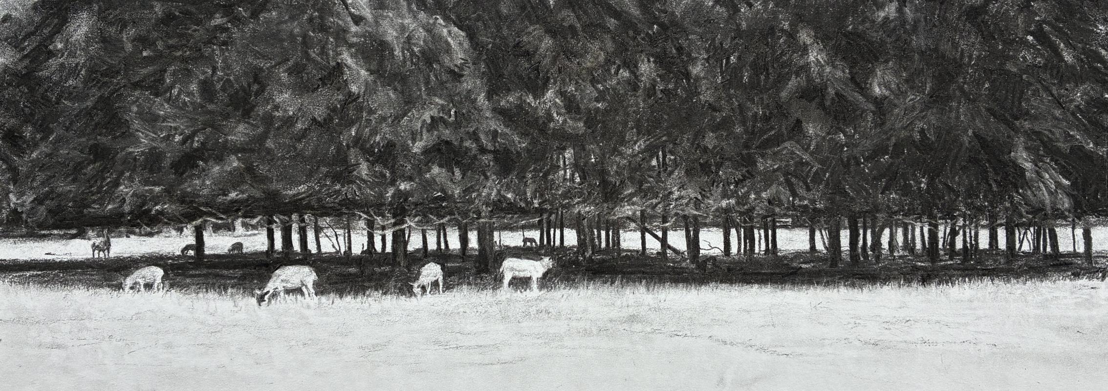 Sheep at Shottesbrooke