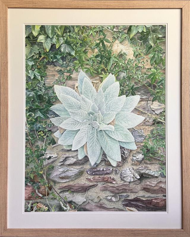 Natural Mandala - Great Mullein