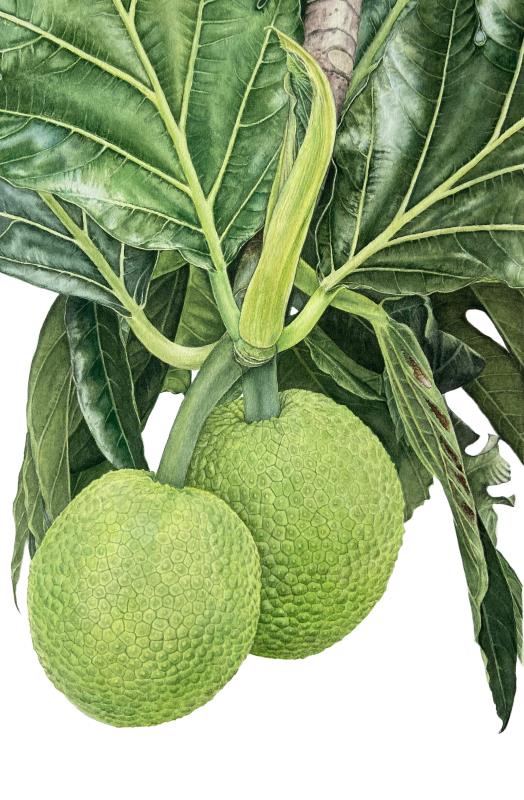 Breadfruit at Ocho Rios