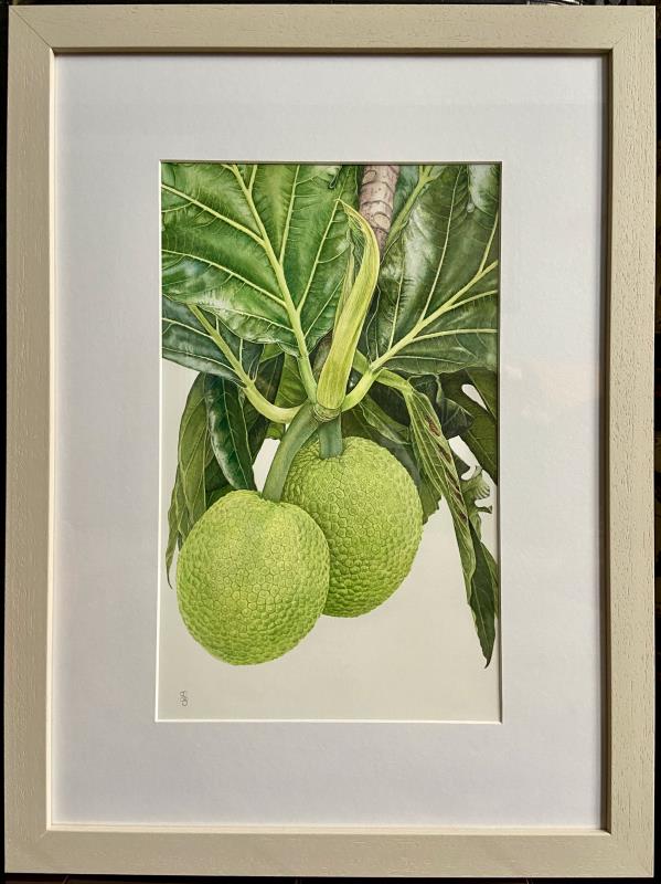 Breadfruit at Ocho Rios