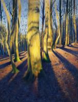 Purple shadows, yellow trees, Oldbury Court