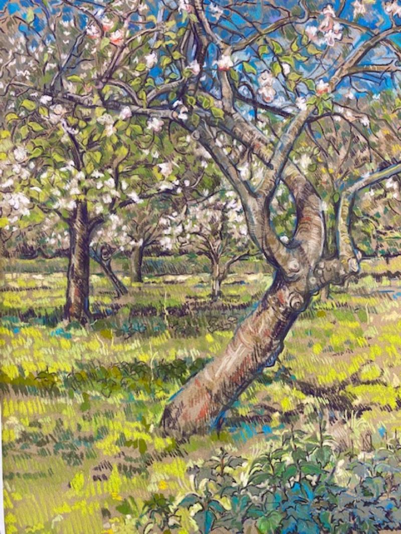 Apple Orchard in Blossum