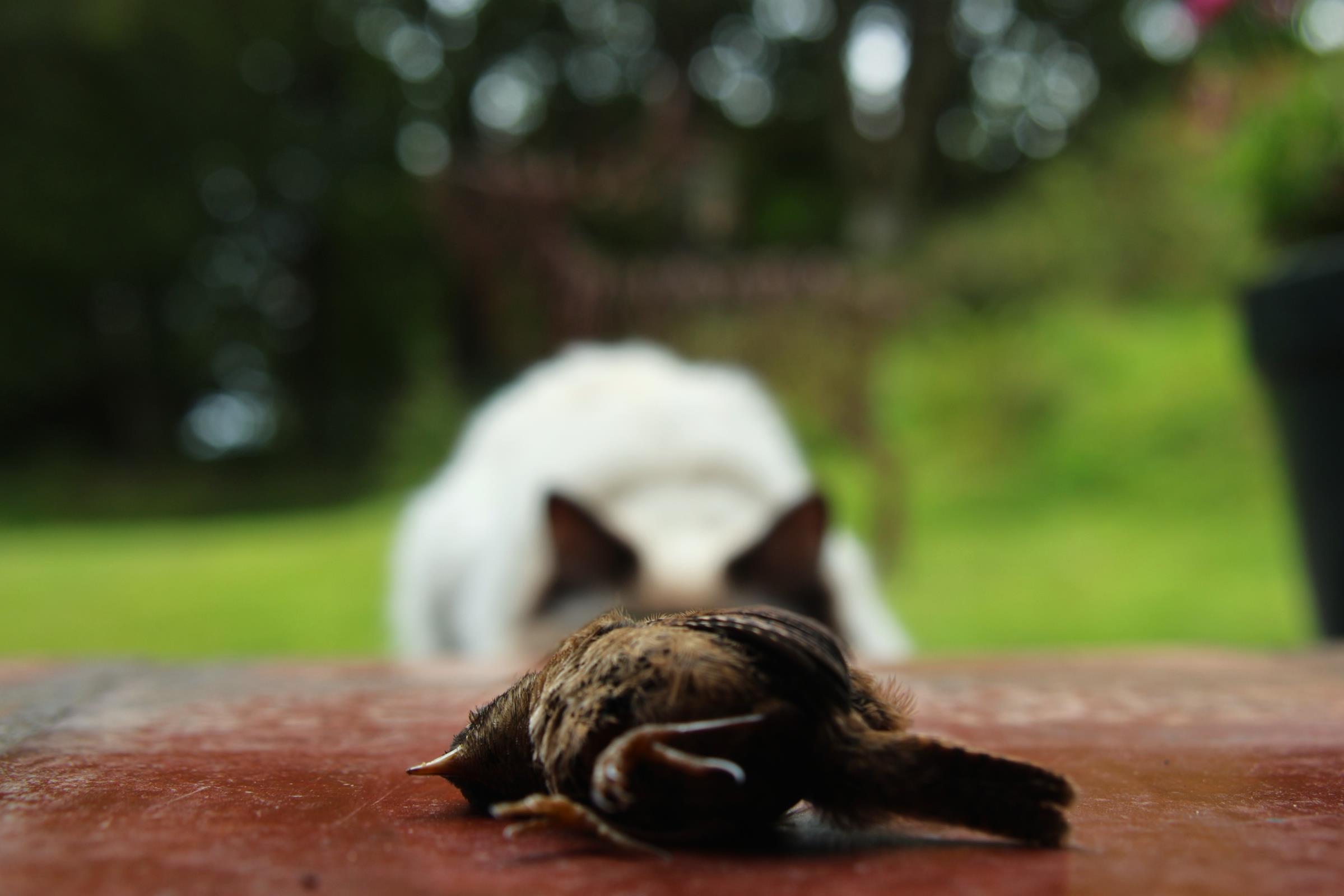 Prey