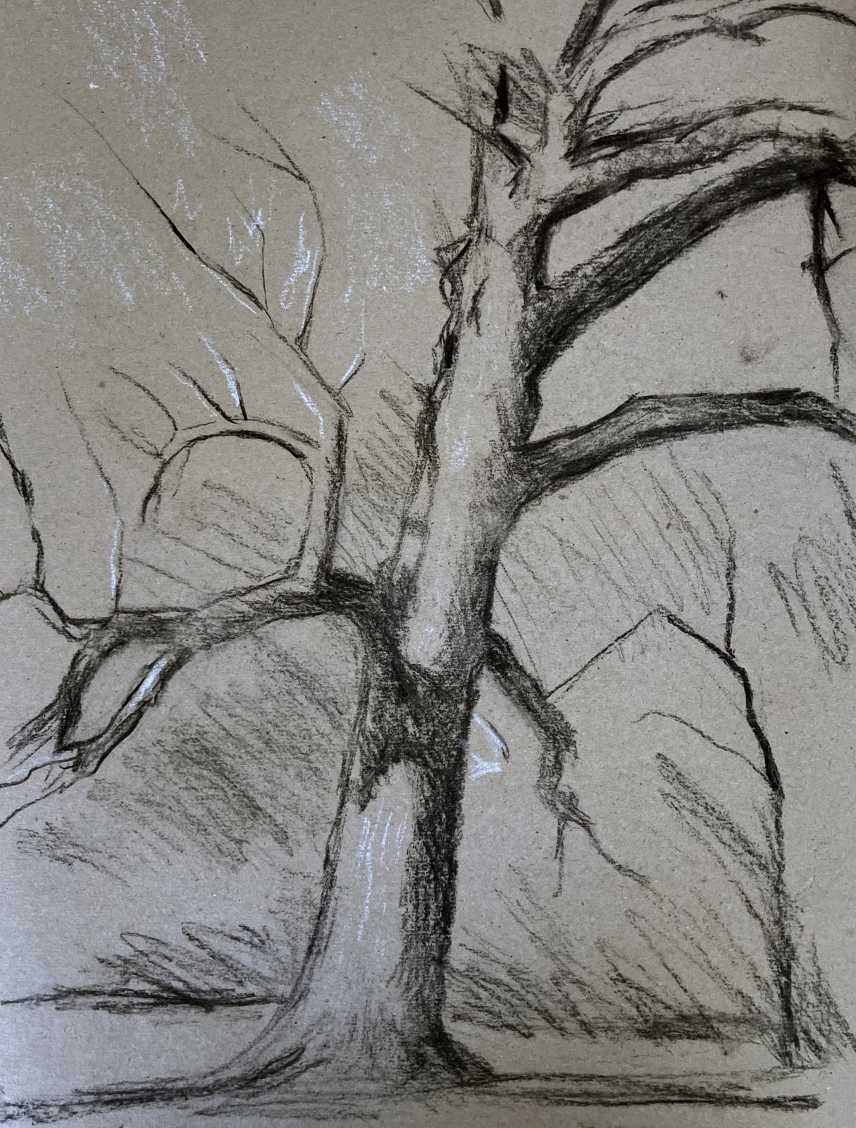 My beloved cottonwood, by the Truckee river