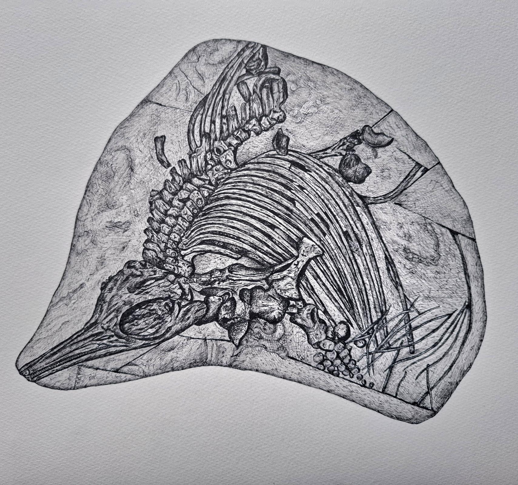 Ichthyosaurus, Jurassic Coast