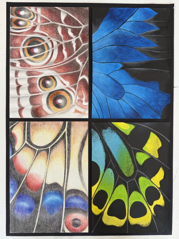 Lepidoptera: Wings of Wonder