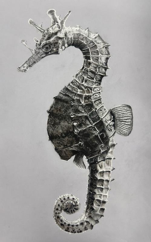 Seahorse