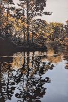 Golden Park Light