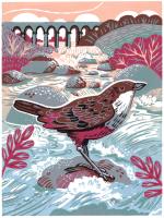 Dipper At Monsal Dale