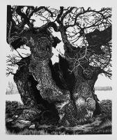 Pedunculate Oak