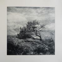 Leaning Tree of Lindisfarne