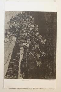 Araucariaceae
