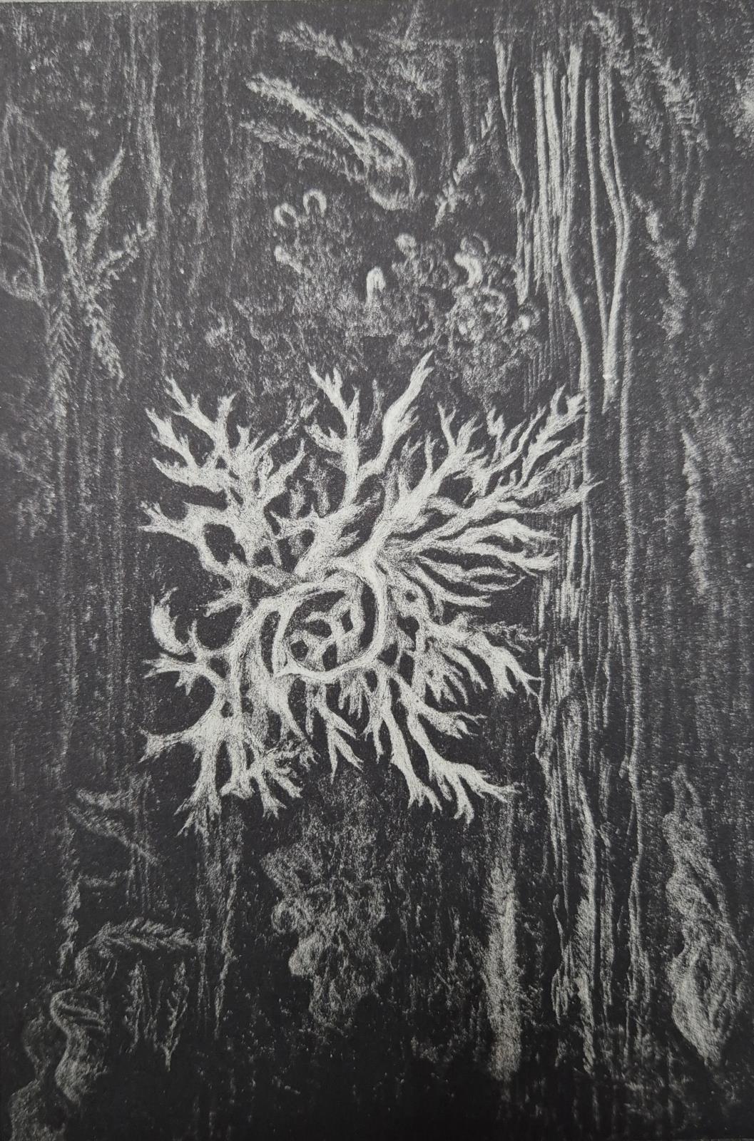 Lichen on the Floor of the Forest