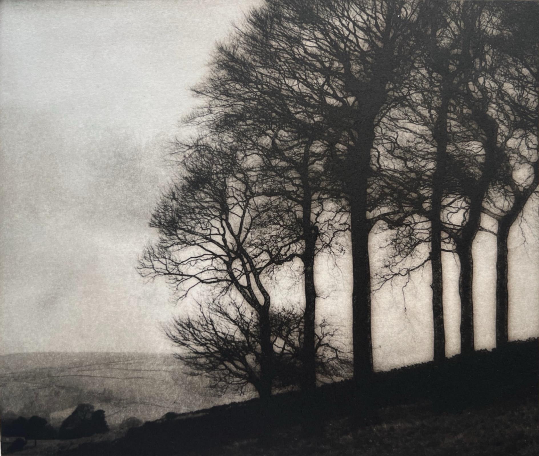 Six Tree