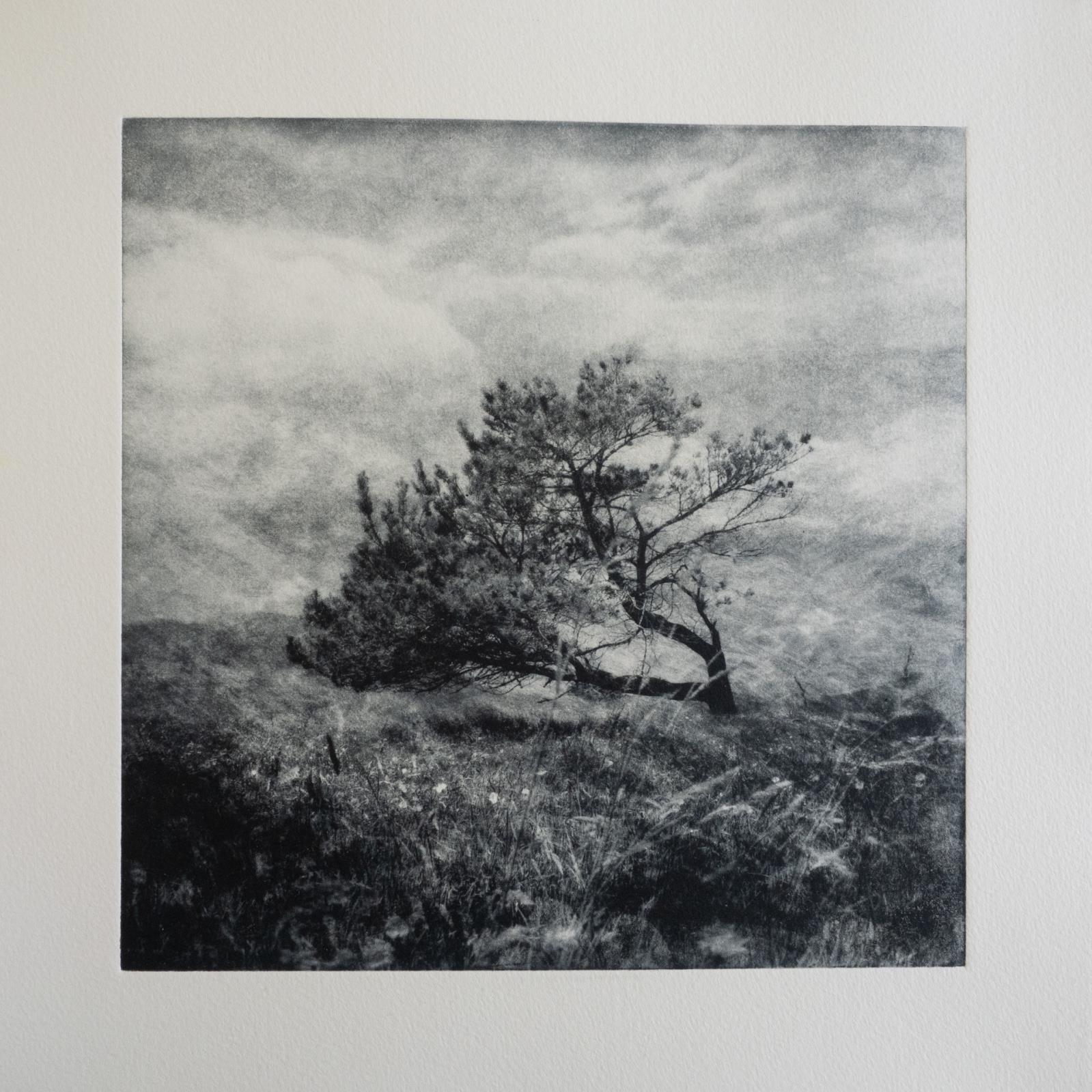 Leaning Tree of Lindisfarne