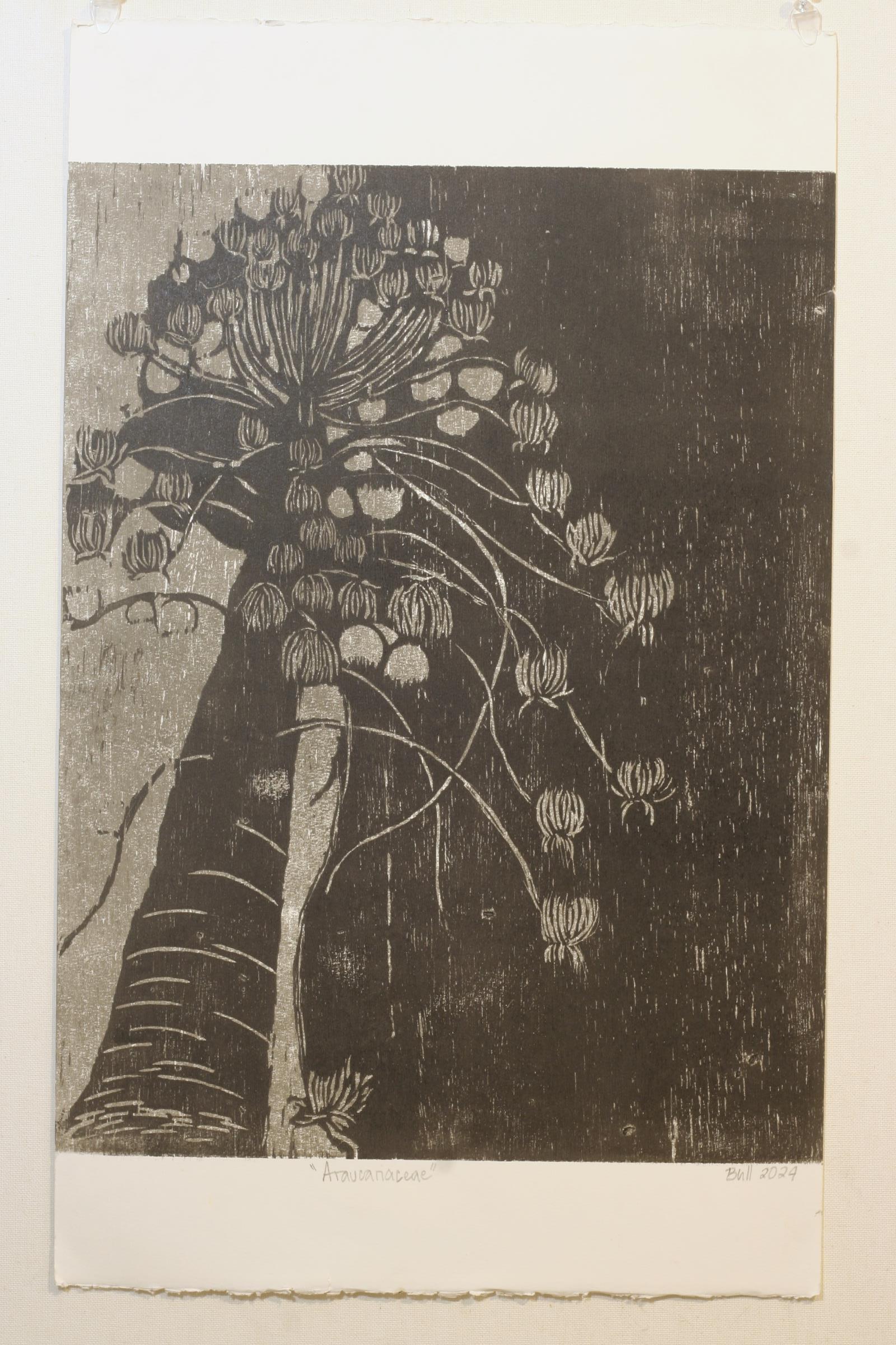 Araucariaceae