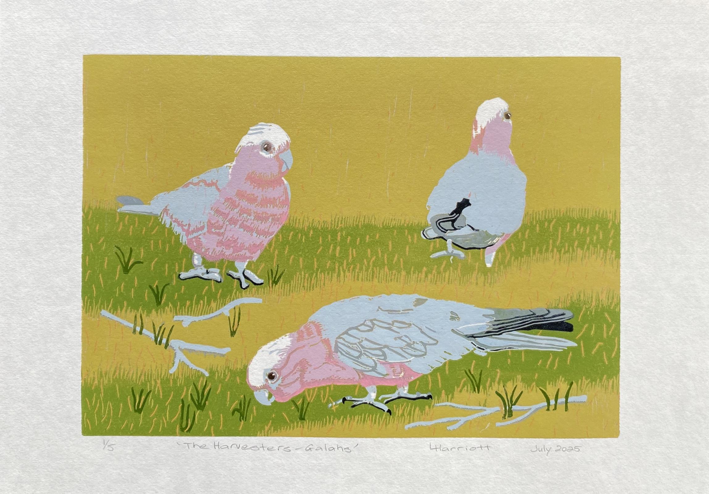 The Harvesters - Galahs