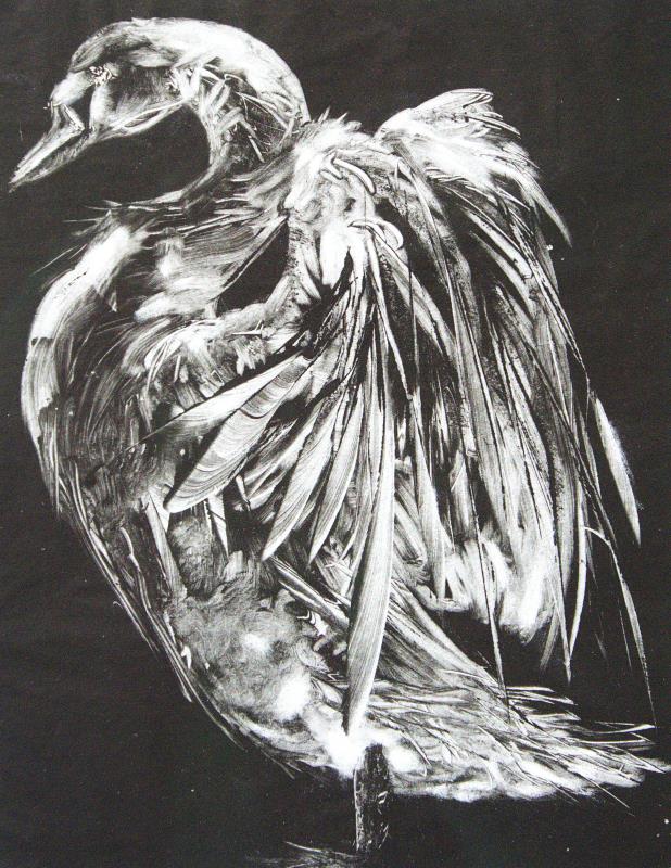 'Brigid'