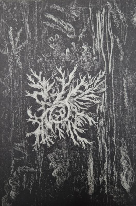 Lichen on the Floor of the Forest