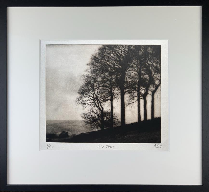 Six Tree