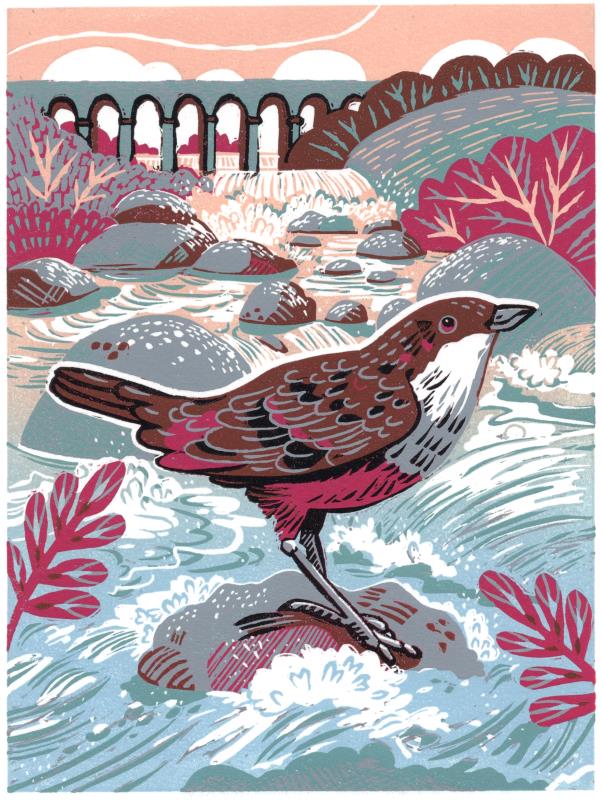 Dipper At Monsal Dale