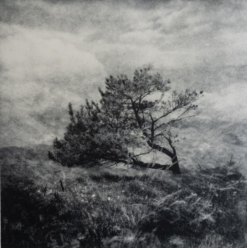 Leaning Tree of Lindisfarne