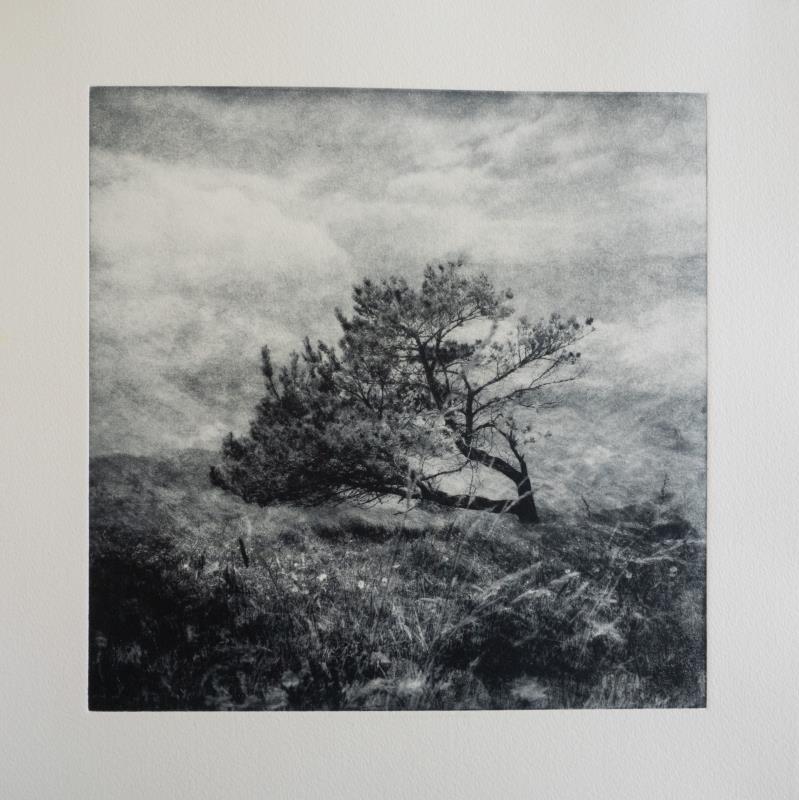 Leaning Tree of Lindisfarne