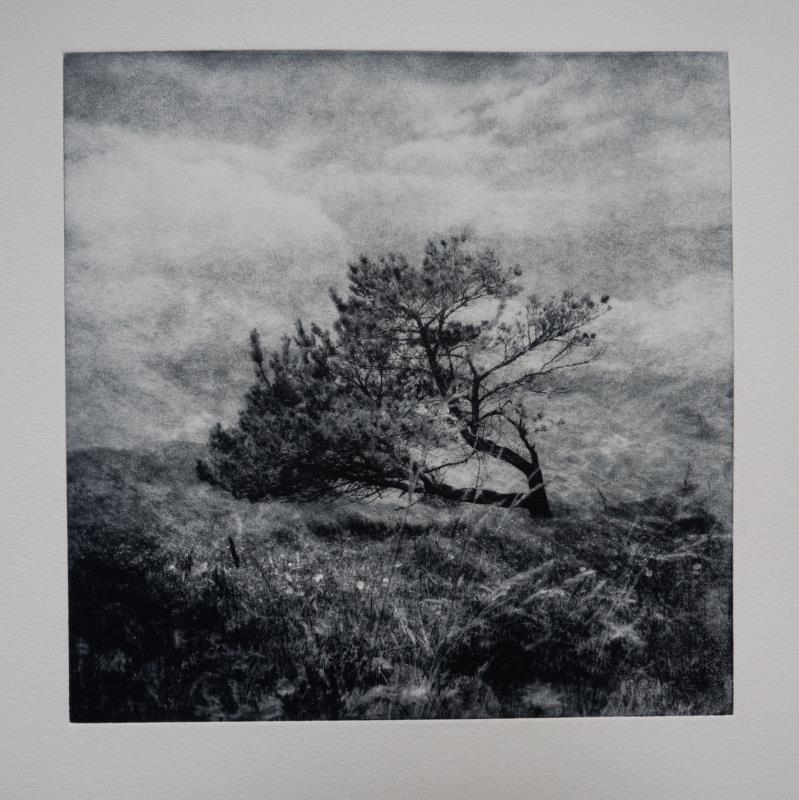 Leaning Tree of Lindisfarne