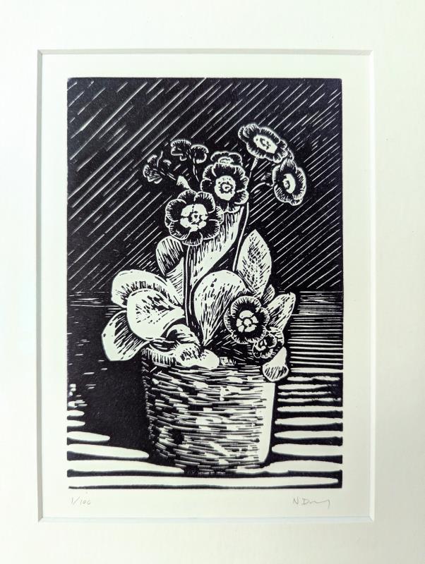 Auricula Lady Drury