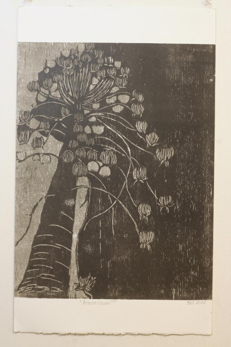 Araucariaceae