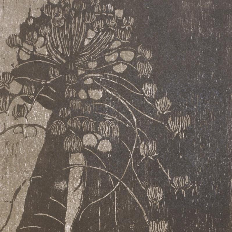 Araucariaceae