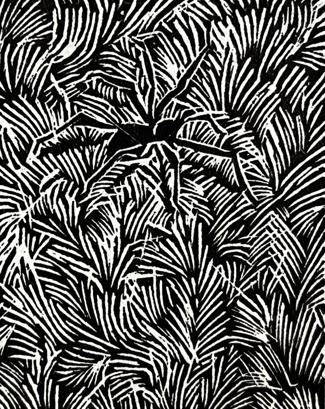 Spider In The Carpet