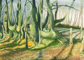 Beech Hedge in Low Sun