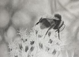 Don't Worry, Bee Happy