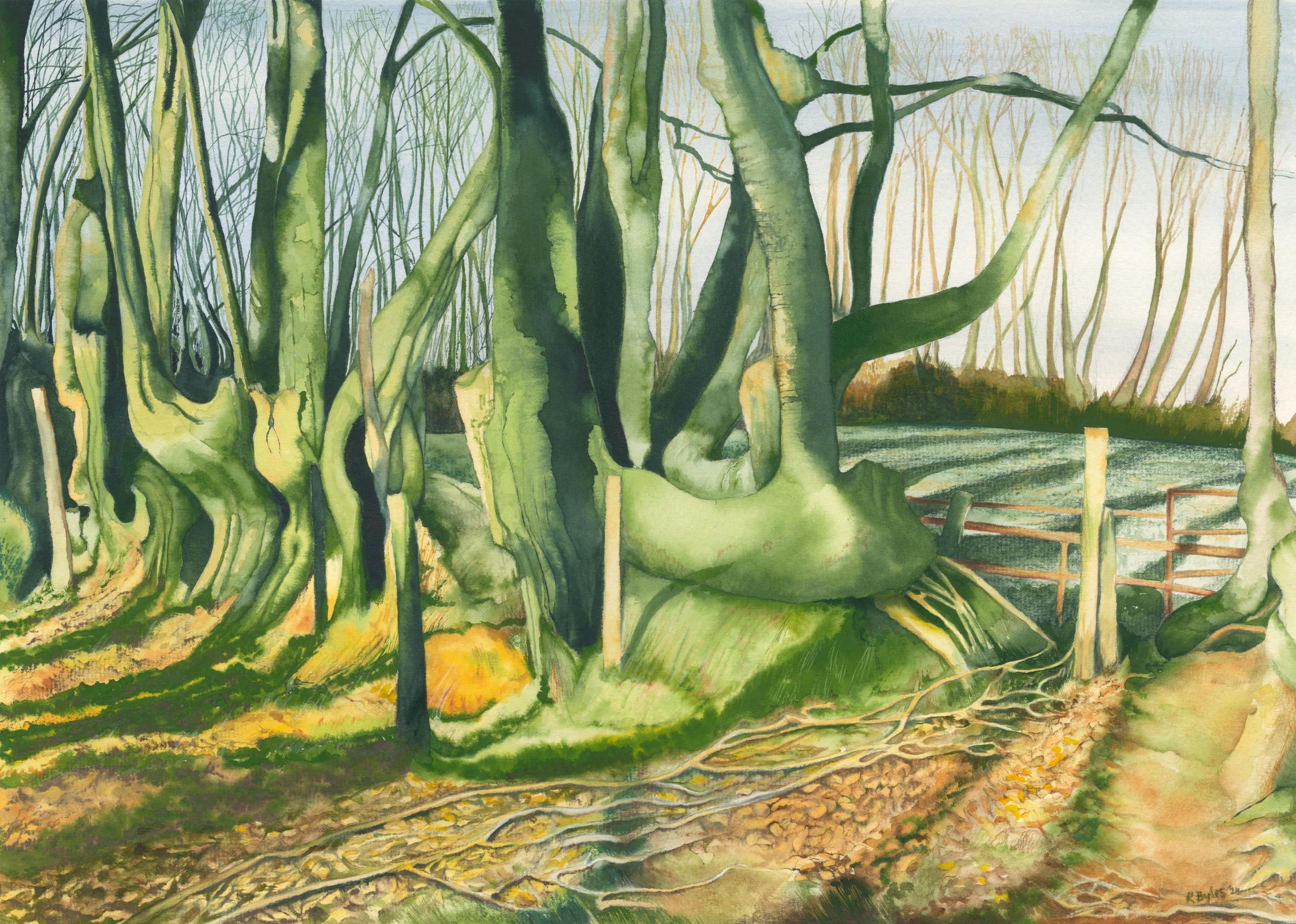 Beech Hedge in Low Sun