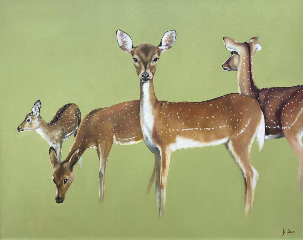 Fallow Deer