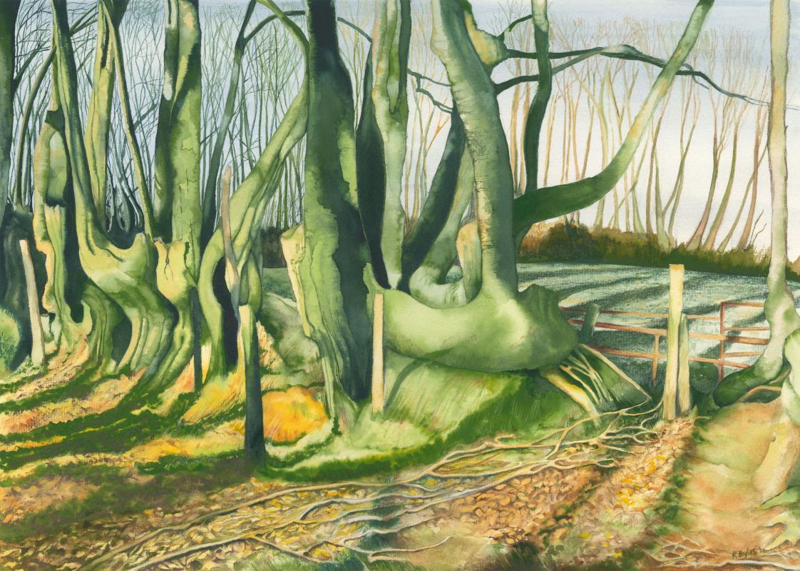 Beech Hedge in Low Sun