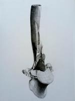 Bone Study Drawing