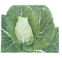 Greyhound Cabbage