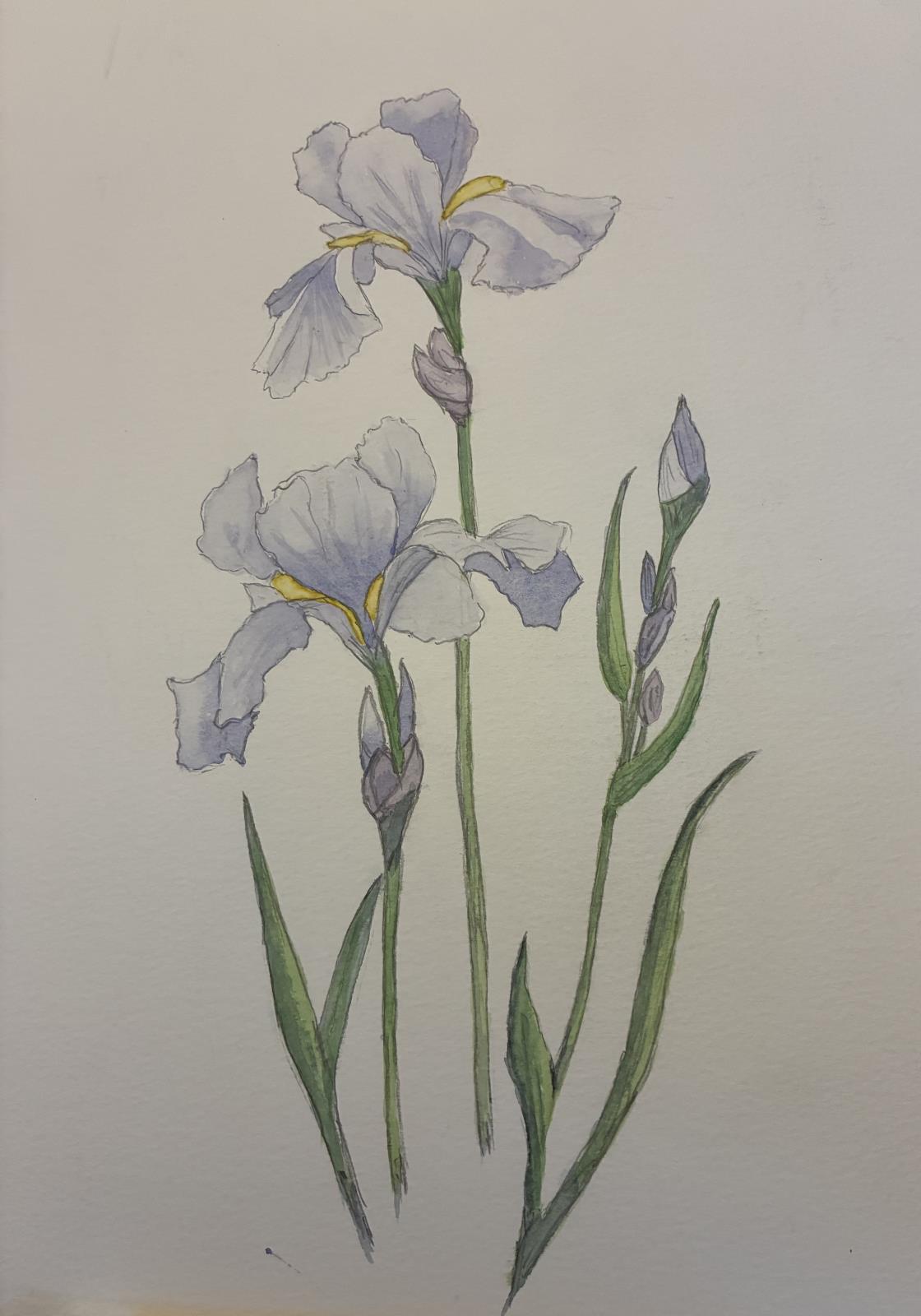 IRIS